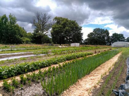 le-champs-des-lucioles